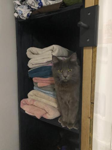 Lost Female Cat last seen Near and Denison , Cleveland, OH 44109