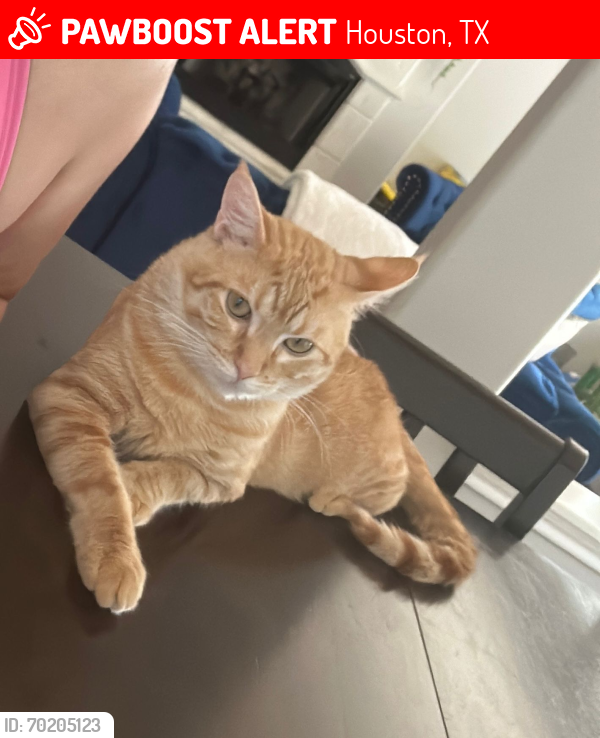 Lost Male Cat last seen Brighton Park Dr and Misty Stone Ct, Houston, TX 77044
