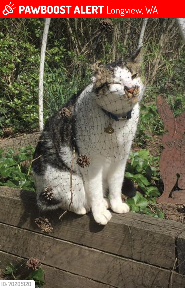 Lost Male Cat last seen Columbia Heights , Longview, WA 98632