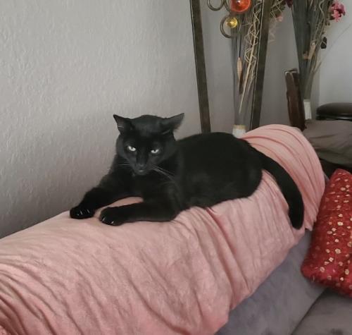 Lost Male Cat last seen On turning leaf was seen outside neighbors hse at 3 am, Orlando, FL 32828