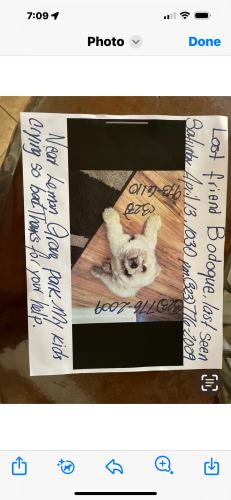 Lost Male Dog last seen HHOBART BLVD. AT LEMON GROVE(NEAR LEMON GROVE PARK), Los Angeles, CA 90029
