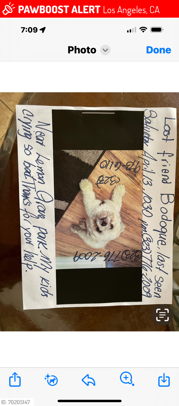 Lost Male Dog last seen HHOBART BLVD. AT LEMON GROVE(NEAR LEMON GROVE PARK), Los Angeles, CA 90029