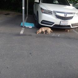 Reunited Male Dog last seen Near Bell St, Sacramento, CA 95825, USA, Sacramento, CA 95825