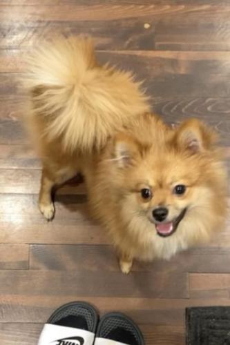 Lost Female Dog last seen 70th and maplewood, Chicago, IL 60629