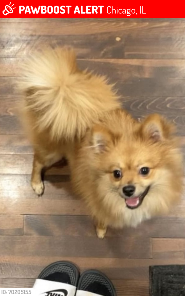 Lost Female Dog last seen 70th and maplewood, Chicago, IL 60629