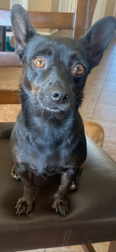 Lost Female Dog last seen los arroyos and dusk view, Green Valley, AZ 85614