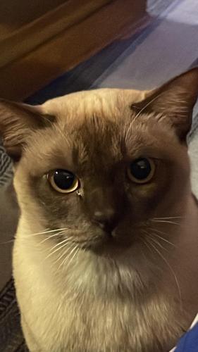 Lost Male Cat last seen Princes road, Forest Edge, Buckhurst Hill, England 