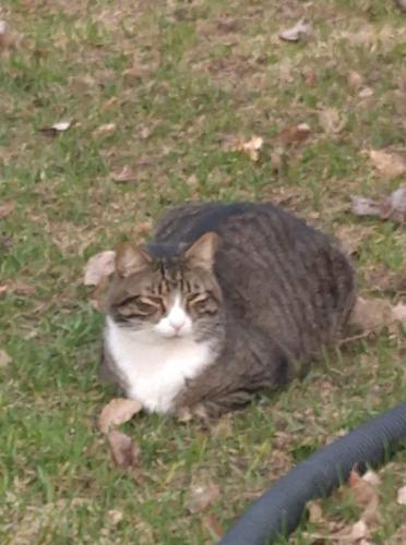 Lost Male Cat last seen 8th St West and 10th Avenue West , West Fargo, ND 58078