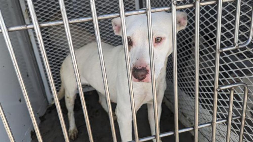 Shelter Stray Female Dog last seen Near BLOCK KERN ST, TUPMAN CA 93276, Bakersfield, CA 93308