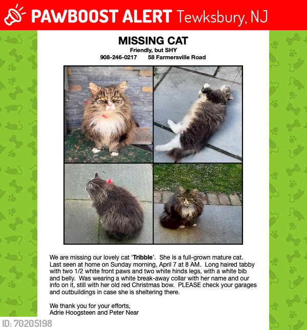 Lost Female Cat last seen Farmersville Road, Califon, NJ 07830, Tewksbury, NJ 07830