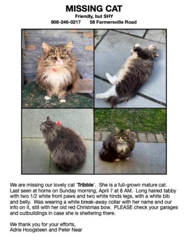 Lost Female Cat last seen Farmersville Road, Califon, NJ 07830, Tewksbury, NJ 07830