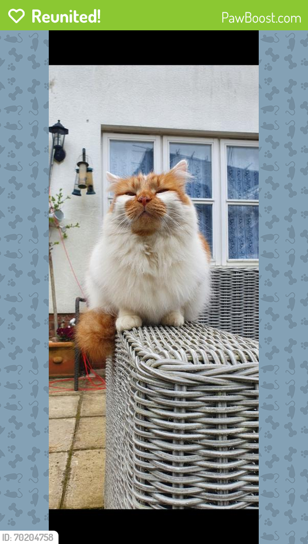Reunited Male Cat last seen The Mulberry's, Newdigate, England RH5 5DN