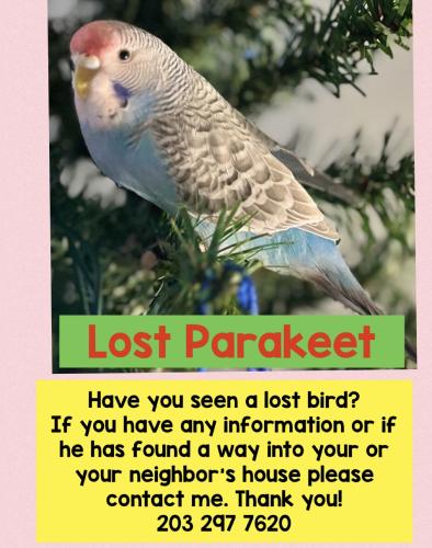 Lost Male Bird last seen Woodward Lane, Bernards, NJ 07920