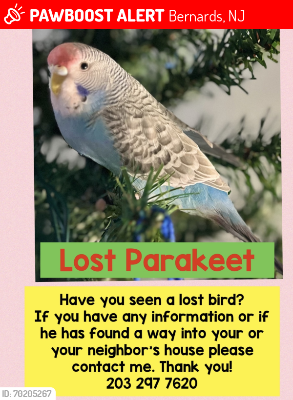 Lost Male Bird last seen Woodward Lane, Bernards, NJ 07920