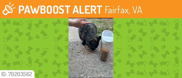 Shelter Stray Female Cat last seen Burke, VA, 22015, Heathwick Ct & Candelberry Ct, Fairfax County, VA, Fairfax, VA 22032