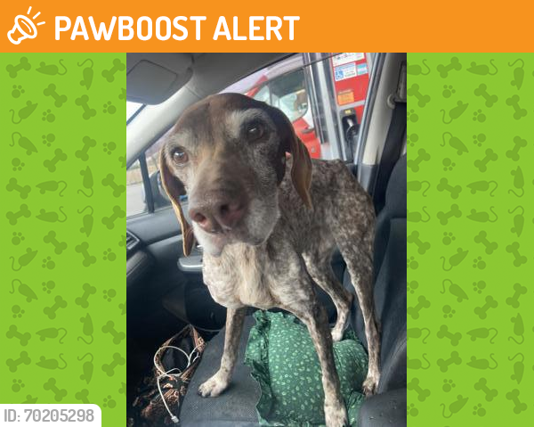 Shelter Stray Male Dog last seen Brunswick, WI , Eau Claire, WI 54701