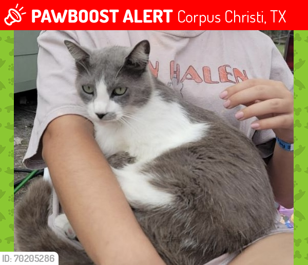 Lost Female Cat last seen Baldwin Blvd, Eunice Dr, , Corpus Christi, TX 78404