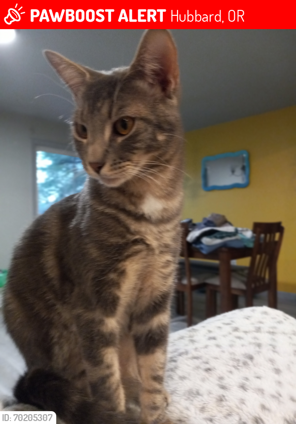 Lost Male Cat last seen 7th and C street, Hubbard, OR 97032