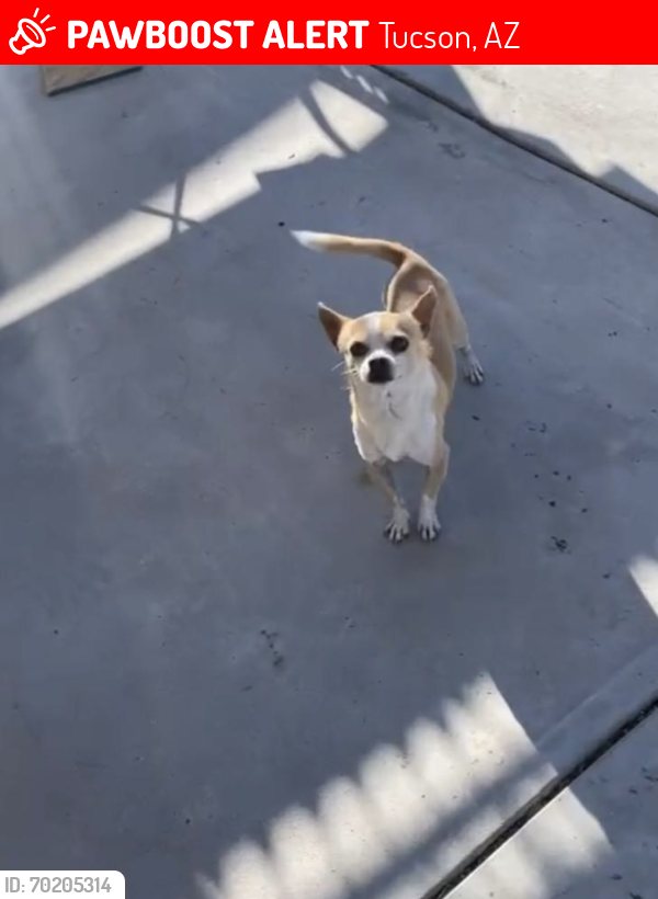 Lost Male Dog last seen Near W calle don tomas , Tucson, AZ 85757