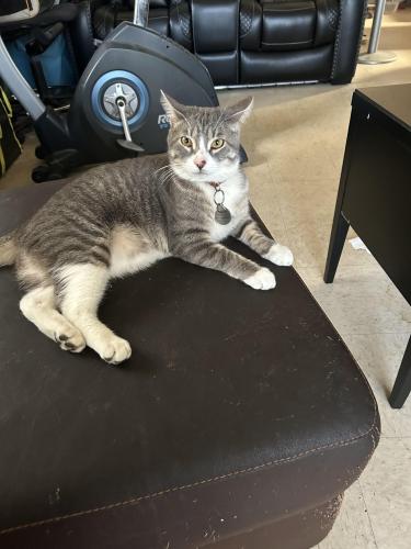 Lost Male Cat last seen Near n stave st , Chicago, IL 60647