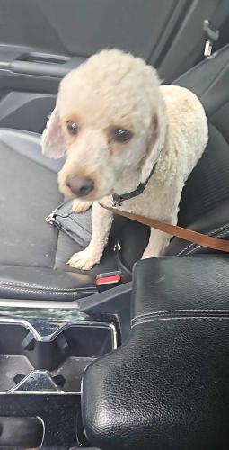 Lost Male Dog last seen Main Street, Lancaster, TX 75146