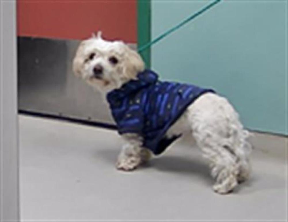 Shelter Stray Male Dog last seen Near E 7TH AVE, SUN VALLEY NV 89433, Reno, NV 89502