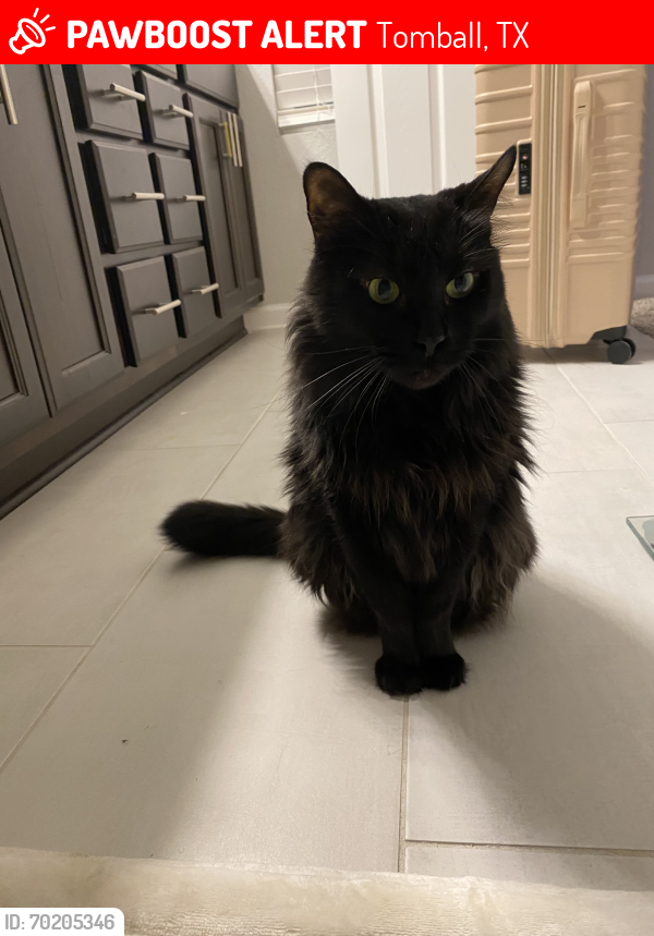 Lost Male Cat last seen Lynnrose springs dr sub division , Tomball, TX 77375
