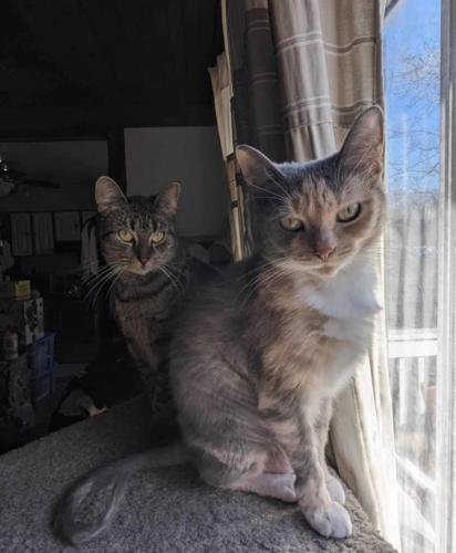 Lost Female Cat last seen Near the Prime Storage Unit on Saugerties 9W, Saugerties, NY 12477