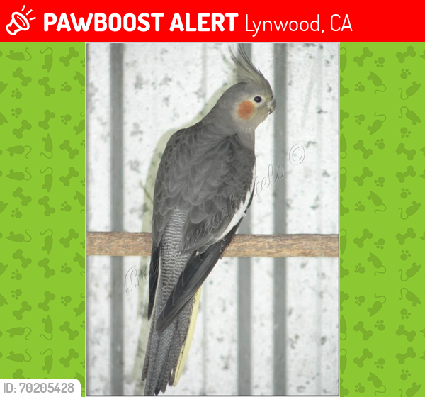 Lost Female Bird last seen California and Norton heading towards Martin Luther King Jr. Blvd, Lynwood, CA 90262