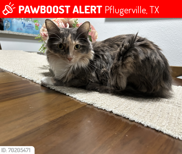 Lost Female Cat last seen Near Foothill Farms Loop, Pflugerville, TX 78660
