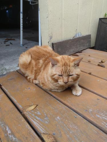 Lost Male Cat last seen Knotty Post, Bright Star, Spring, TX 77373