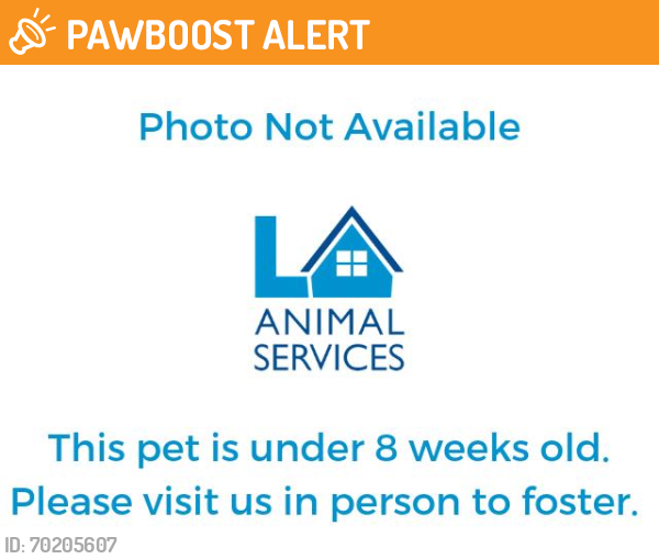 Shelter Stray Male Cat last seen , Los Angeles, CA 90025