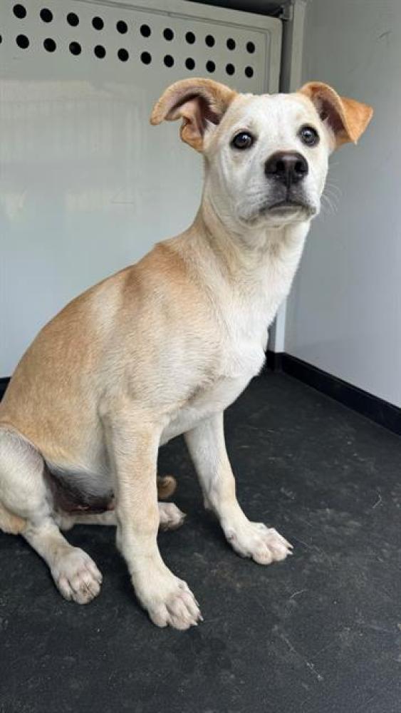 Shelter Stray Male Dog last seen Near BLK FAIRVIEW RD,BAKERSFIELD, CA, Bakersfield, CA 93307
