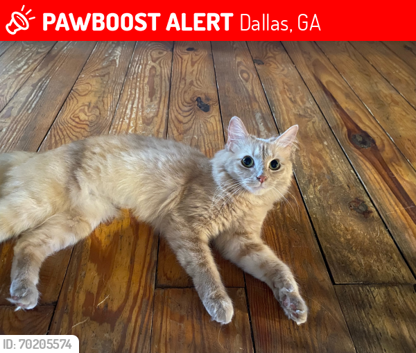 Lost Female Cat last seen Harris lop, Dallas, GA 30157