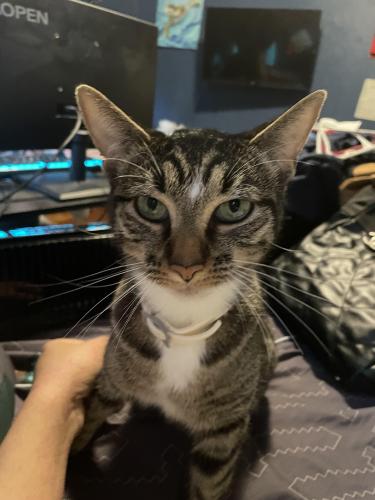 Lost Female Cat last seen South panther creek, The Woodlands, TX 77381