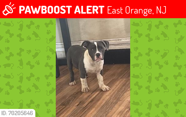 Lost Male Dog last seen Elmwood Park, East Orange , East Orange, NJ 07018