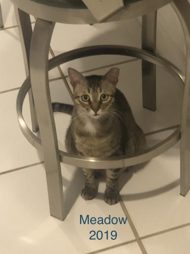 Lost Female Cat last seen Near st and 92 ave, Kendall, FL 33176