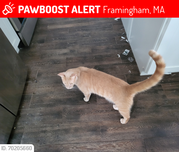 Lost Female Cat last seen Near A Street, Framingham, Massachusetts 01701, Framingham, MA 01701