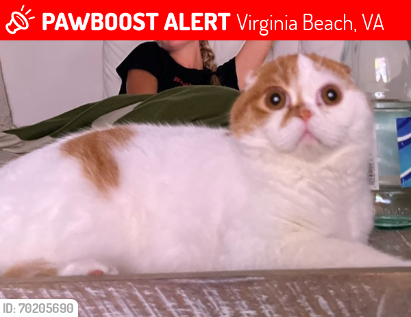Lost Male Cat last seen Wolfsnare Plantation on Dodd Drive, Virginia Beach, VA 23454