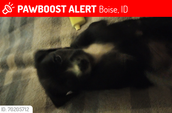 Lost Male Dog last seen Allumbaugh, by the mall , Boise, ID 83704