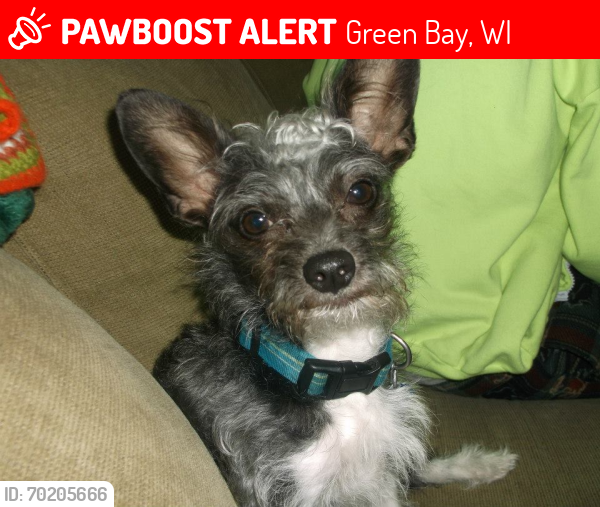 Lost Male Dog last seen Near McCormick Street, off of Baird,, Green Bay, WI 54301