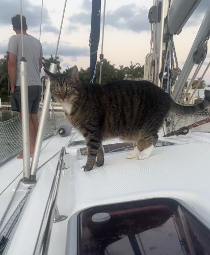 Lost Female Cat last seen Marshta drive and harbor drive key Biscayne Florida , Key Biscayne, FL 33149