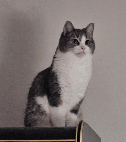Lost Female Cat last seen Valley Hill Rd and Lamar Hutcheson Pkwy, Riverdale, GA 30274