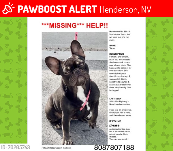 Lost Female Dog last seen Stolen on 4/6 Found 4/11 by manager of Hawthorne suites Ran away  4/14  Manager says,  she ran away on Boulder Highway, Henderson, NV 89002