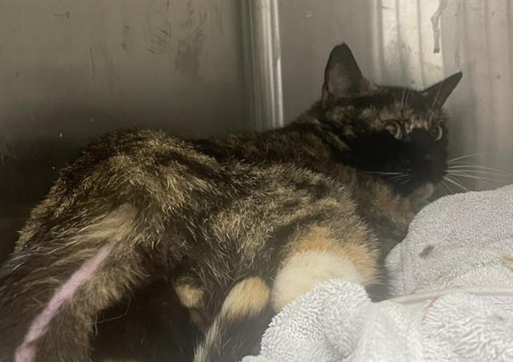 Shelter Stray Female Cat last seen MEBANE, Green Level, NC 27217