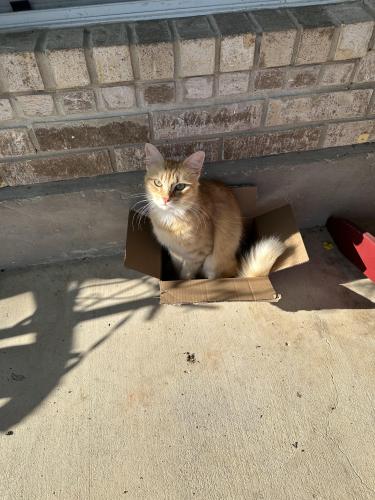 Lost Male Cat last seen Zwicke st and Boenig st, Seguin, TX 78155