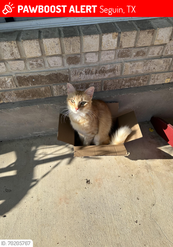 Lost Male Cat last seen Zwicke st and Boenig st, Seguin, TX 78155