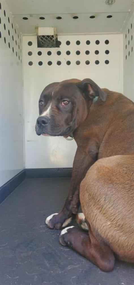 Shelter Stray Male Dog last seen Near BLOCK BL EUREKA ST, BAKERSFIELD CA, Bakersfield, CA 93307
