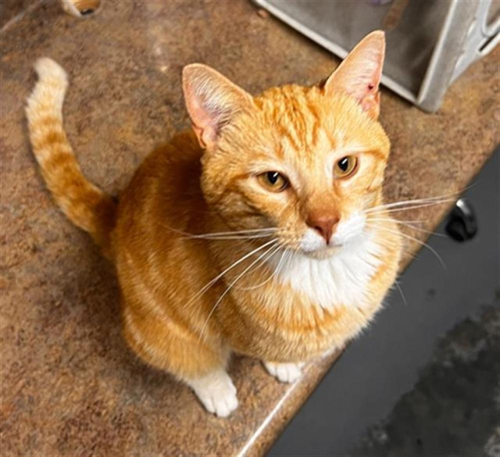 Shelter Stray Male Cat last seen Near BLOCK HOLTON ST, TALLAHASSEE FL 32310, Tallahassee, FL 32311