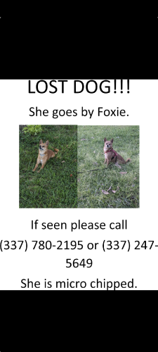 Lost Female Dog last seen Rayne Post Office, Rayne, LA 70578